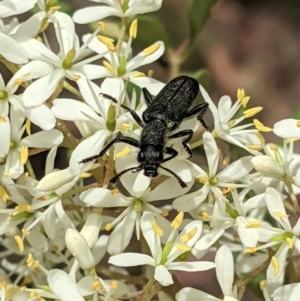 Eleale simplex at Hughes, ACT - 7 Jan 2021 01:20 PM