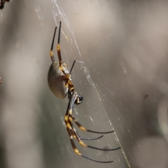 Trichonephila edulis at Moruya, NSW - 9 Jan 2021 by LisaH