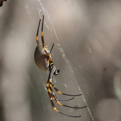 Trichonephila edulis (Golden orb weaver) at Moruya, NSW - 10 Jan 2021 by LisaH