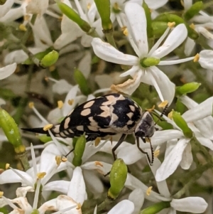 Hoshihananomia leucosticta at Hughes, ACT - 7 Jan 2021