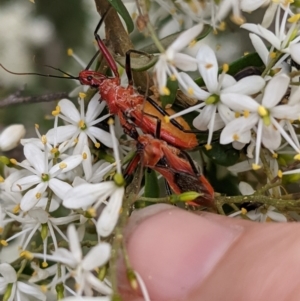 Gminatus australis at Hughes, ACT - 7 Jan 2021 01:53 PM