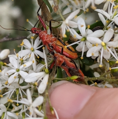 Gminatus australis (Orange assassin bug) at Hughes, ACT - 7 Jan 2021 by JackyF