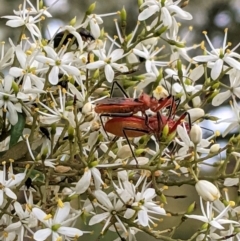 Gminatus australis at Hughes, ACT - 7 Jan 2021 01:53 PM