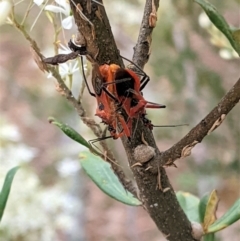 Gminatus australis at Hughes, ACT - 7 Jan 2021 01:53 PM