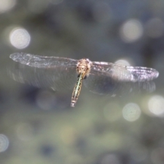 Hemicordulia australiae (Australian Emerald) at Moruya, NSW - 9 Jan 2021 by LisaH