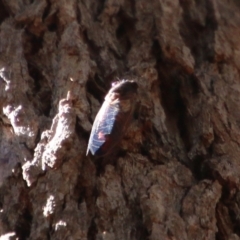 Unidentified Leafhopper or planthopper (Hemiptera, several families) by LisaH