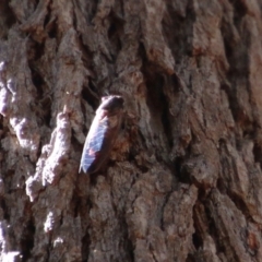 Yoyetta sp. (genus) at Moruya, NSW - suppressed