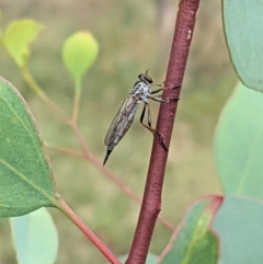 Cerdistus varifemoratus (Robber fly) at Hughes, ACT - 7 Jan 2021 by JackyF