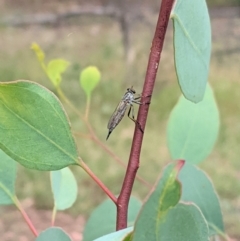 Cerdistus varifemoratus at Hughes, ACT - 7 Jan 2021