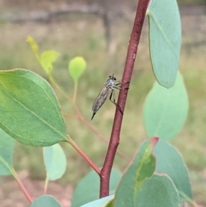 Cerdistus varifemoratus at Hughes, ACT - 7 Jan 2021