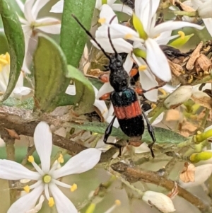 Obrida fascialis at Hughes, ACT - 7 Jan 2021