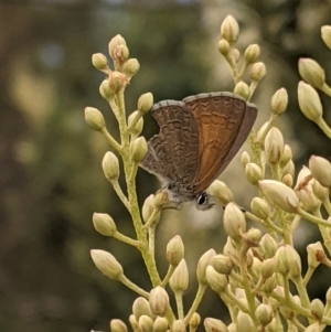 Nacaduba biocellata at Hughes, ACT - 7 Jan 2021 02:14 PM