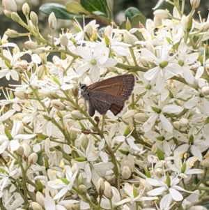 Nacaduba biocellata at Hughes, ACT - 7 Jan 2021 02:14 PM