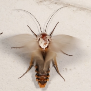 Maroga melanostigma at Melba, ACT - 28 Dec 2020