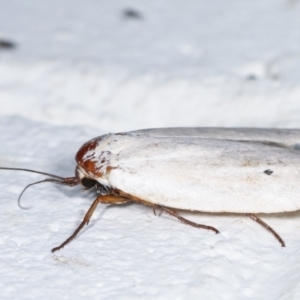 Maroga melanostigma at Melba, ACT - 28 Dec 2020