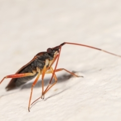 Zanessa pictulifer at Melba, ACT - 28 Dec 2020 12:52 AM