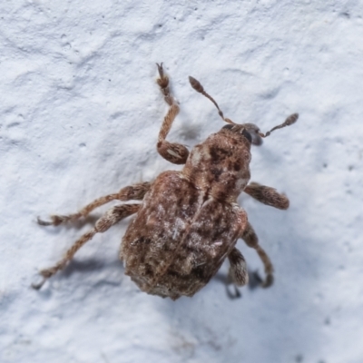 Hyperini (tribe) (Hyperine weevil) at Melba, ACT - 28 Dec 2020 by kasiaaus