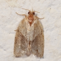 Epiphyas postvittana (Light Brown Apple Moth) at Melba, ACT - 28 Dec 2020 by kasiaaus