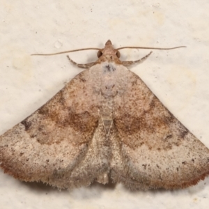 Mataeomera mesotaenia at Melba, ACT - 28 Dec 2020