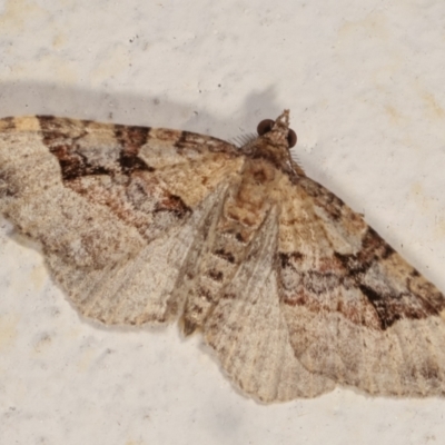 Epyaxa subidaria (Subidaria Moth) at Melba, ACT - 28 Dec 2020 by kasiaaus