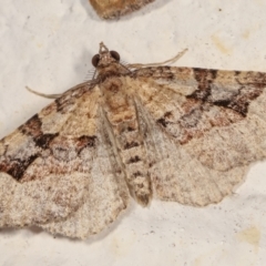 Epyaxa subidaria at Melba, ACT - 28 Dec 2020