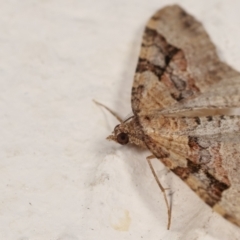 Epyaxa subidaria at Melba, ACT - 28 Dec 2020