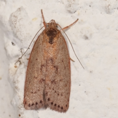 Heliocausta undescribed species (A concealer moth) at Melba, ACT - 28 Dec 2020 by kasiaaus