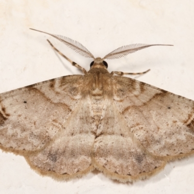 Syneora hemeropa (Ring-tipped Bark Moth) at Melba, ACT - 29 Dec 2020 by kasiaaus