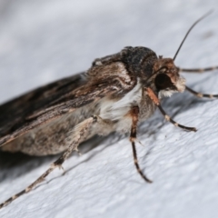 Agrotis munda at Melba, ACT - 29 Dec 2020 12:36 AM