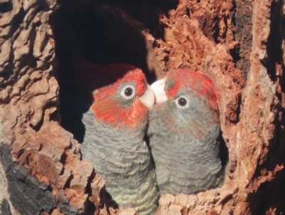 Callocephalon fimbriatum (Gang-gang Cockatoo) at Garran, ACT - 10 Jan 2021 by roymcd