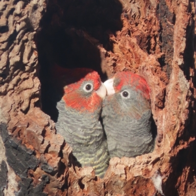 Callocephalon fimbriatum (Gang-gang Cockatoo) at Garran, ACT - 9 Jan 2021 by roymcd