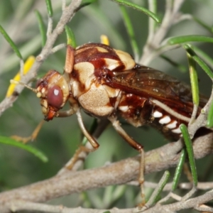 Pergagrapta polita at Acton, ACT - 8 Jan 2021 10:55 AM