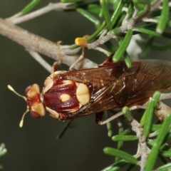 Pergagrapta polita at Acton, ACT - 8 Jan 2021 10:55 AM