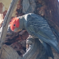 Callocephalon fimbriatum (Gang-gang Cockatoo) at Garran, ACT - 10 Jan 2021 by roymcd