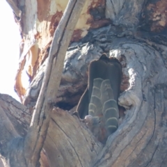 Callocephalon fimbriatum at Garran, ACT - suppressed