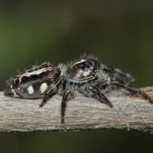 Sandalodes scopifer at Acton, ACT - 10 Jan 2021 11:39 AM