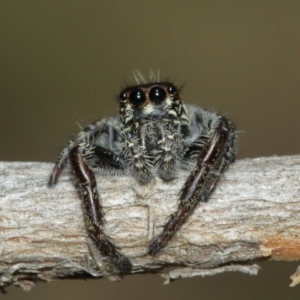 Sandalodes scopifer at Acton, ACT - 10 Jan 2021 11:39 AM