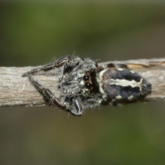 Sandalodes scopifer at Acton, ACT - 10 Jan 2021 11:39 AM