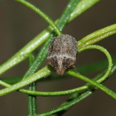 Pentatomidae (family) (Shield or Stink bug) at ANBG - 10 Jan 2021 by TimL