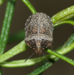 Pentatomidae (family) at Downer, ACT - 10 Jan 2021 11:58 AM