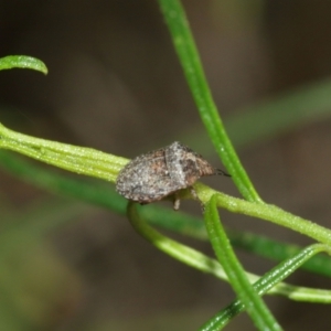 Pentatomidae (family) at Downer, ACT - 10 Jan 2021