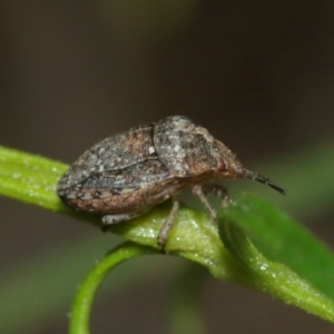 Pentatomidae (family) at Downer, ACT - 10 Jan 2021 11:58 AM