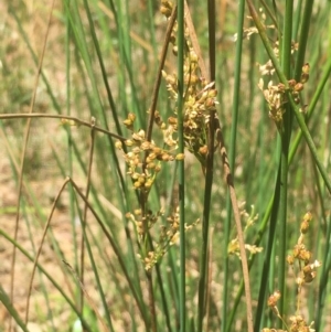 Juncus usitatus at Majura, ACT - 9 Jan 2021 02:02 PM