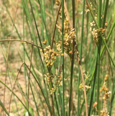 Juncus usitatus (Common Rush) at Majura, ACT - 9 Jan 2021 by JaneR