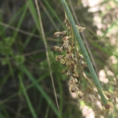 Juncus usitatus at Majura, ACT - 9 Jan 2021 02:02 PM