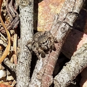 Maratus vespertilio at O'Connor, ACT - suppressed