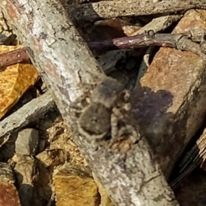 Maratus vespertilio at O'Connor, ACT - suppressed