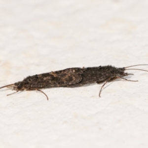 Agapetus sp. (genus) at Melba, ACT - 28 Dec 2020 12:55 AM
