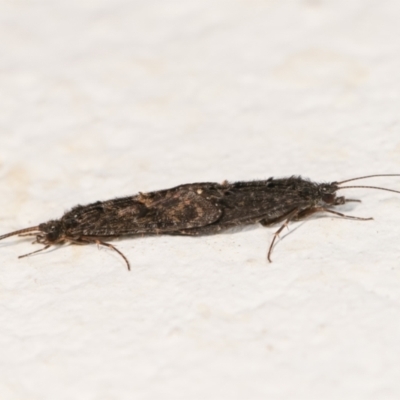 Agapetus sp. (genus) (A caddisfly) at Melba, ACT - 27 Dec 2020 by kasiaaus