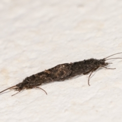 Agapetus sp. (genus) at Melba, ACT - 28 Dec 2020 12:55 AM